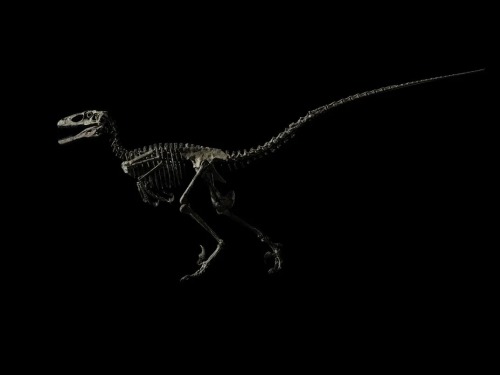 “Hector” (Deinonychus Antirrhopus), Montana, Usa,From the Cloverly Formation, Wolf Canyo