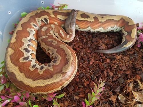 Ziggy Stardust, Zigzag Blood Python (Python brongersmai).