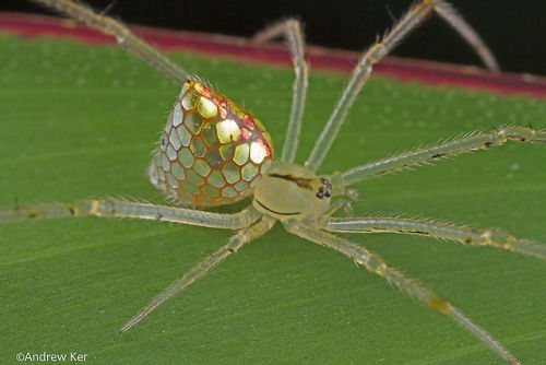 asylum-art: These Spiders Look Like They’re Covered In Mirrors This isn’t a stained-glas