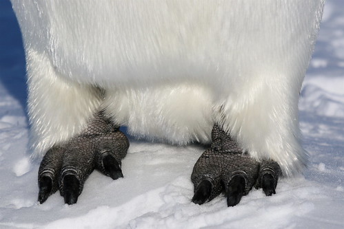 Dino Feet Friday