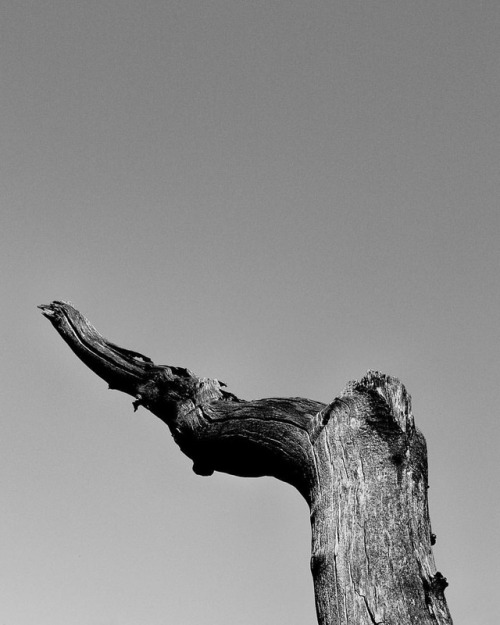 West Texas tree and blue sky #tree #deadtree #westtexas #landscape #landscapephotography #texas #bnw