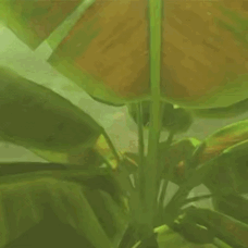 Korok Stimboard For Anon :D