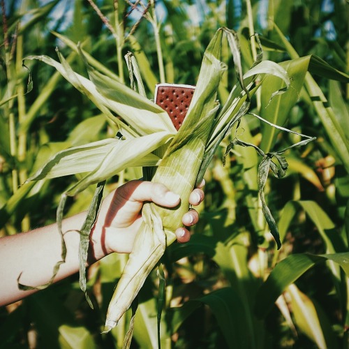 In Wisconsin, corn grows a little differently. We peeled back this ear of corn to find they’re