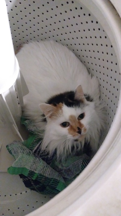 So this is my old lady Seto. Roommate found her napping in the washer today. Not sure is she’