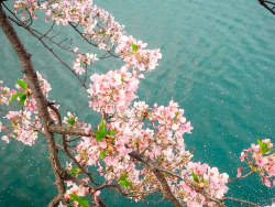 minuga-hana:   Sakura by   Hoàng Hải