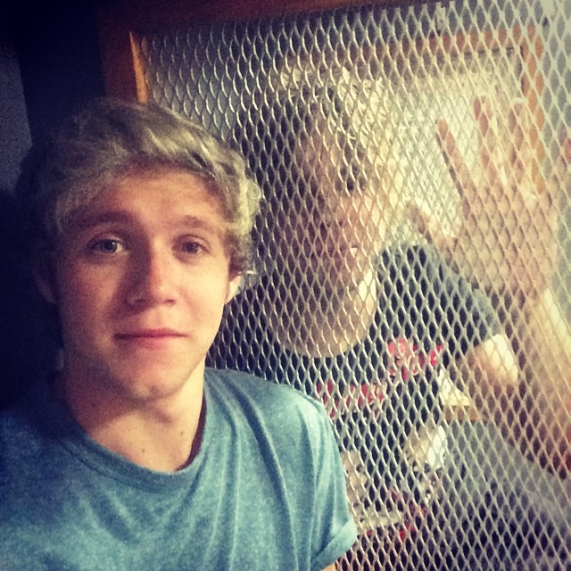 direct-news:  niallhoran: caged animal 