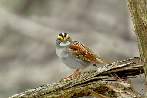 Bold yellow brows and a striking white throat, this particularly handsome male is ready for spring. 