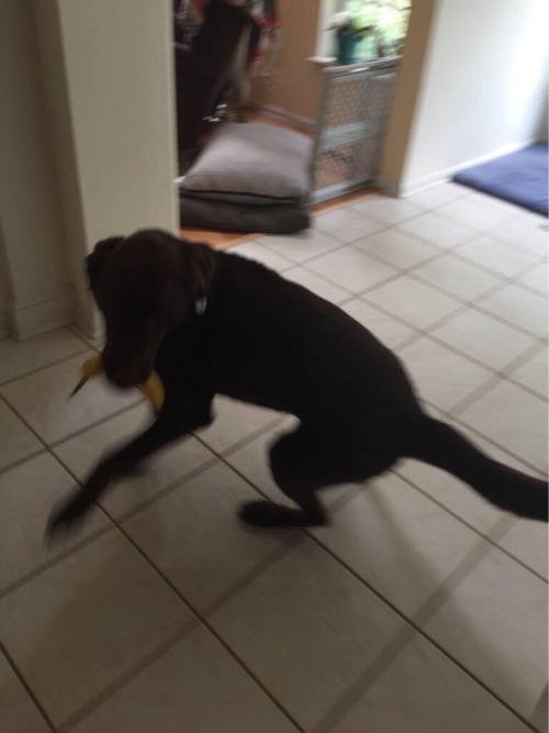 actualdogvines:  i love my meme dogs (submitted by ballsock)