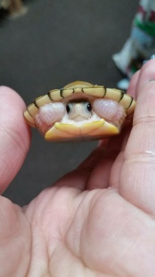 gratefully-dabbed:  cuteanimalspics:  My friend’s new baby turtle  EEP!