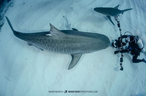 oceansoftheworld: (Photo by Andy Murch) Tiger shark 