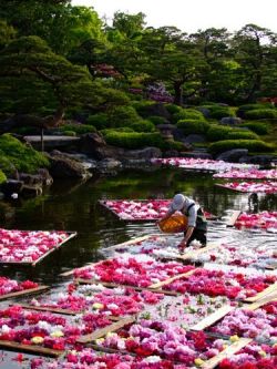 bojrk: Japan: Flower rafts in a Japanese garden, Matsue, Shimane. 