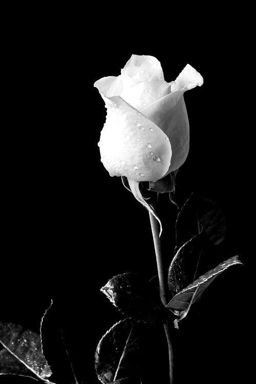 unwrappingthemystery: Delicate Strength
