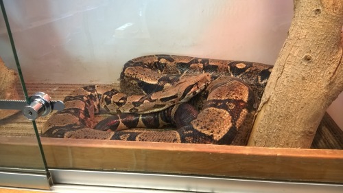 cody, my boa constrictor babe!OH. MY. GOSH. He is v lorge and I want to hug him. V pretty too. Ur lu