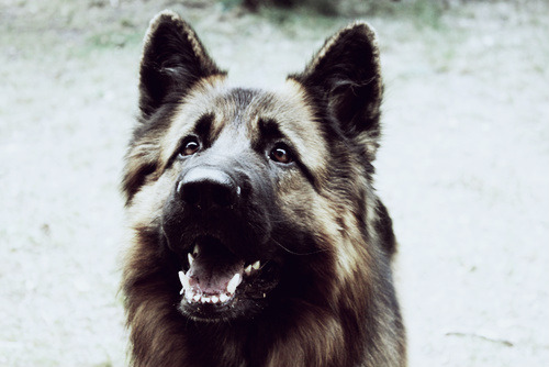 lovelyjubblyphotosets:  Requested by Anon ~ German Shepherds  