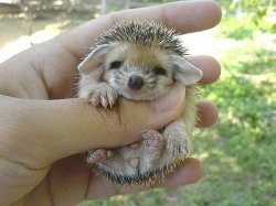 thebabyanimals:  Look at this beautiful blog full of baby animals!