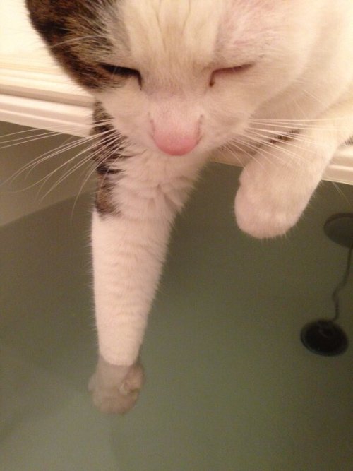 babyanimalgifs:  dis feel gooood