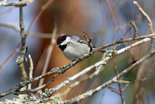 A Coal tit/svartmes, an Eurasian nuthatch/nötväcka and finally a Blackbird/koltrast.