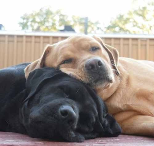 safabundo - babydogdoo - FriendshipIsso nós defini