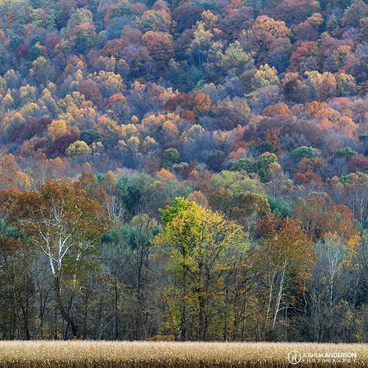 Autumn in southern Ohio.
#fall #autumn #nature #foliage #cornfield #trees #forest #DiscoverOhio #ohio #midwestmoment