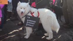 queerplantbaby:  parttimesarah: I’m loving these protest pups! @trans-figurations 