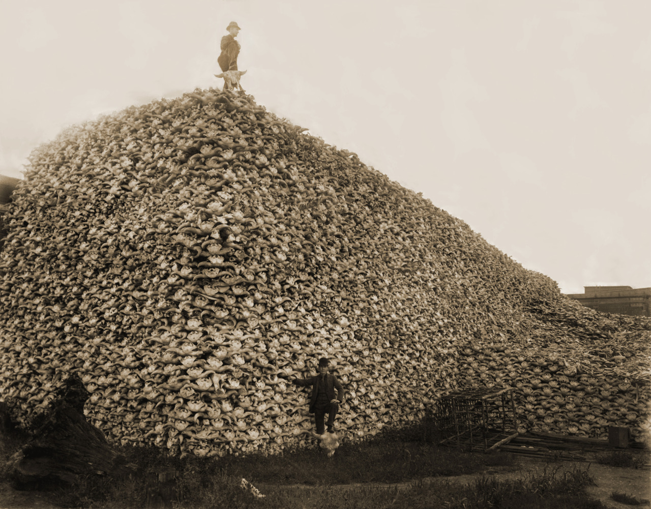 thewriterkb:Buffalo Skulls, 1892 - The American Army, alongside military assisted hunters, rapidly and deliberately destroyed the Buffalo as a Scorched Earth tactic against the Native Americans, from 30-60mil animals to only 300 in 1884. LtCol. Dodge
