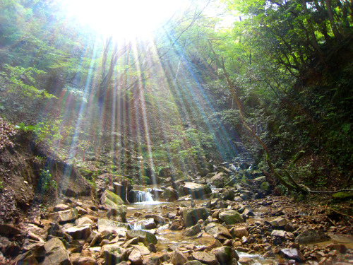 岩篭山（いわごもりやま、Mt.Iwagomori、標高765.2m）敦賀三山（野坂山、岩籠山、西方ヶ岳）登山道の風景（12日、急に陽が射してきた。1分位でしたがちょっと神々しい気分に。）、岩篭山からイ