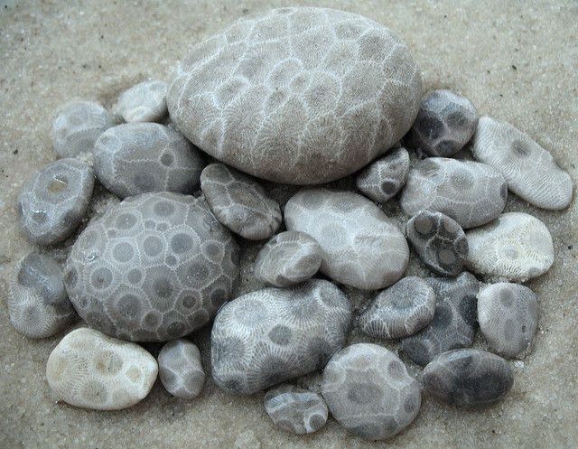 kaijuno:  theleoisallinthemind:Petoskey stones ~ fossilized coral that lived 350