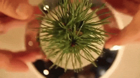 shatterstag:  archiemcphee:  If you love The Little Prince then you might need one