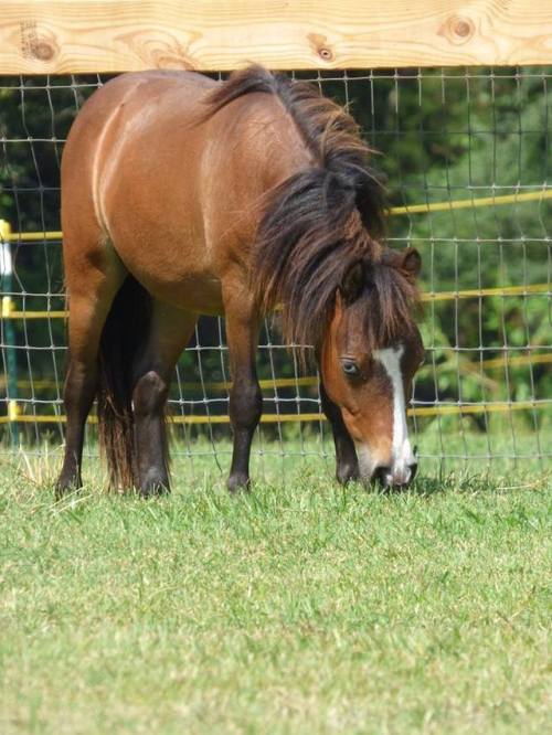 all-the-horses: Maui Miniature Horse, Stallion Born 2016