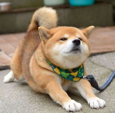 Featured image of post Shiba Inu Puppy Tumblr Shiba inus commonly known online as shibes is a breed of dog native to japan