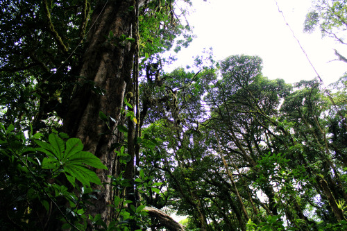 adventurecheetah: Really missing the rain forest today. I so want to go back this summer!