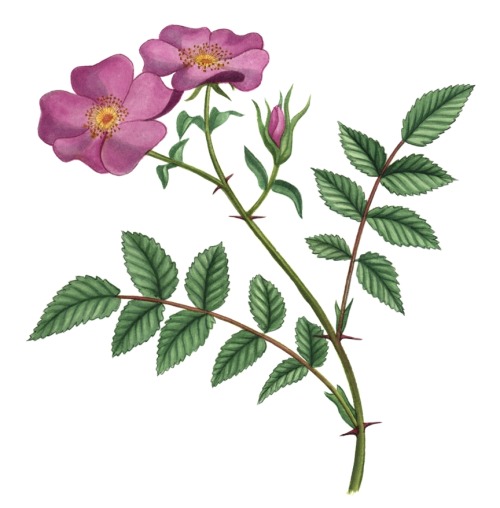 Virginia Rose (Rosa virginiana).  Native to the U.S.’s east coast.