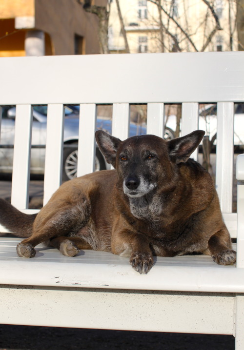 Alma, age and breed unkown“She’s a rescue dog from Viipuri. Been with me for 10 years. S