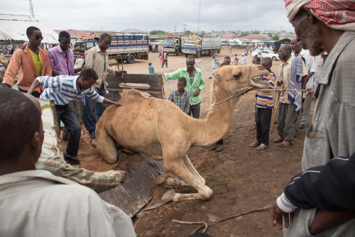 hargeisa