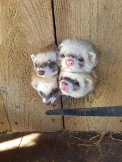 awwww-cute: All trying to get breakfast at the same time (Source: http://ift.tt/2plJfAO) ferrets! X3