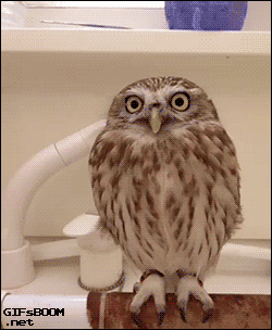 awwww-cute:  Santa Owl