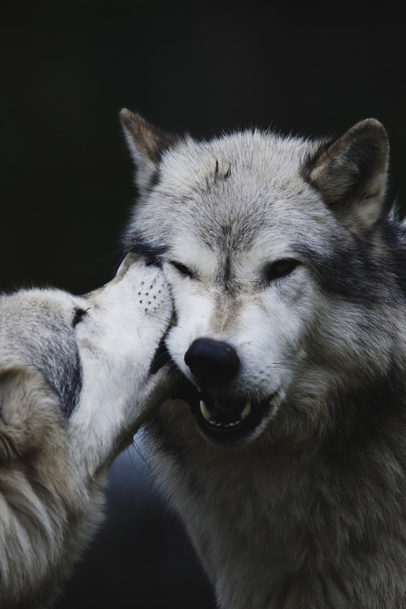 Kiss of a Wolf / Beate Schwarzmann-Rentzschke