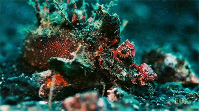 falabaloo:  Cosmos: A Space Time Odyssey (camouflage)   