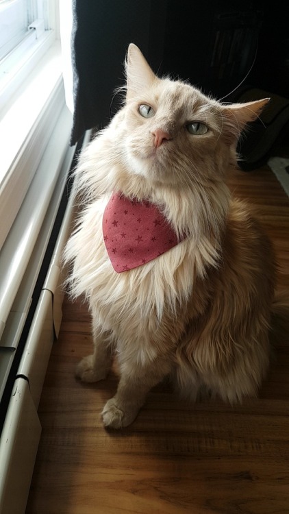 Batou has a cute new bandana