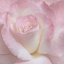 sugarplumparlor