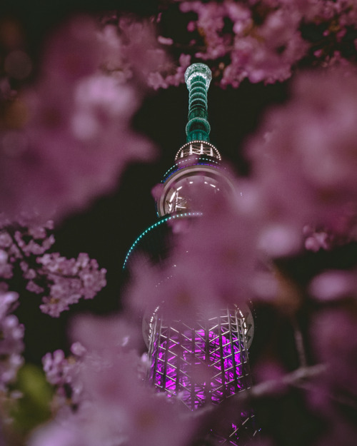 Always missing the Sakura time _______________LocationTokyo SkyTree Seen through Kawazu zakura near 