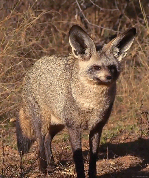 The bat-eared fox is named for its huge ears, which can grow to be more than five inches long and st