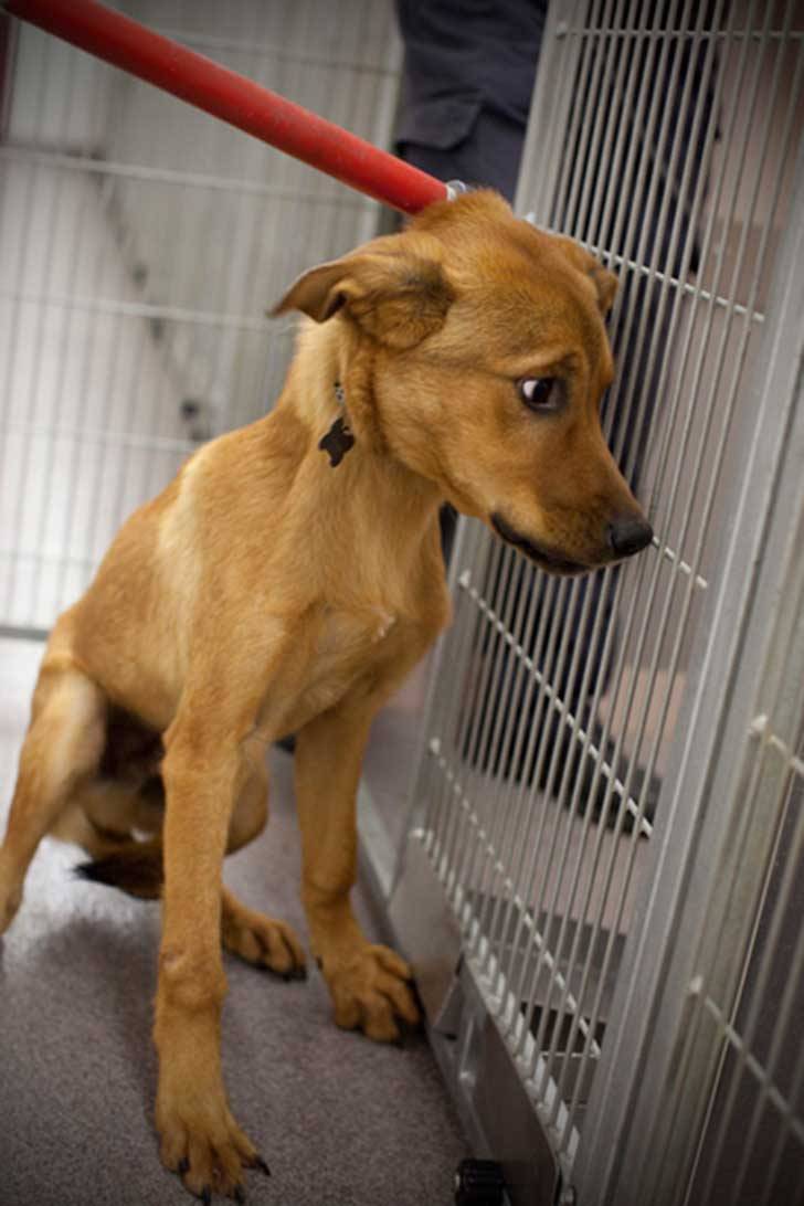 hola-me-llamo-blanka:  shintanohitomi:  Cada día miles de animales en el mundo mueren