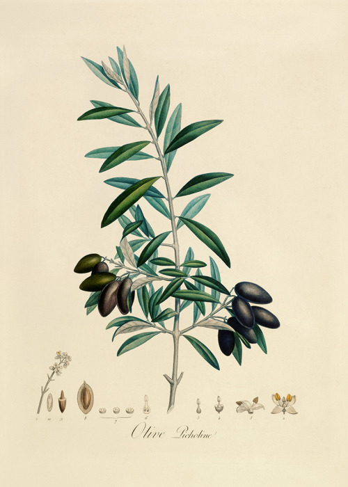 tangledwing:Olive (Olea europaea). The illustration is of what was originally a French cultivar call
