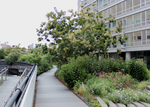 From the High Line in New York City, July, 2014 So many plants expertly weaved into this composition