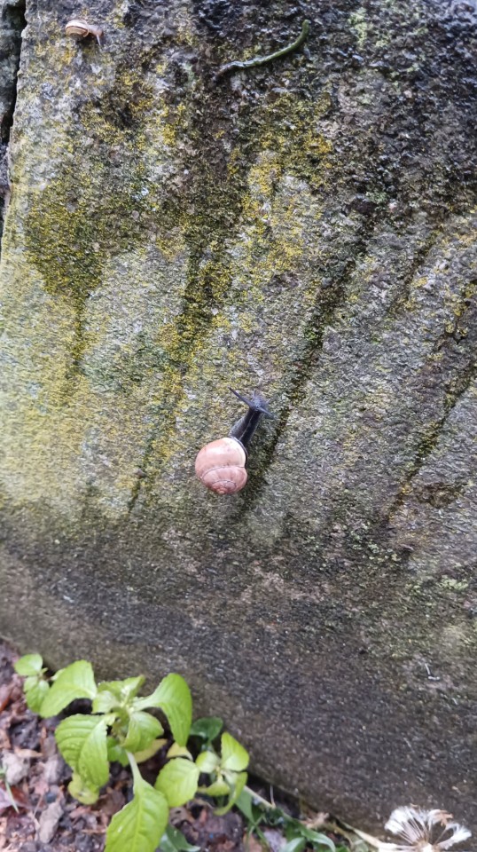 I Saw A Lot Of Snails Today