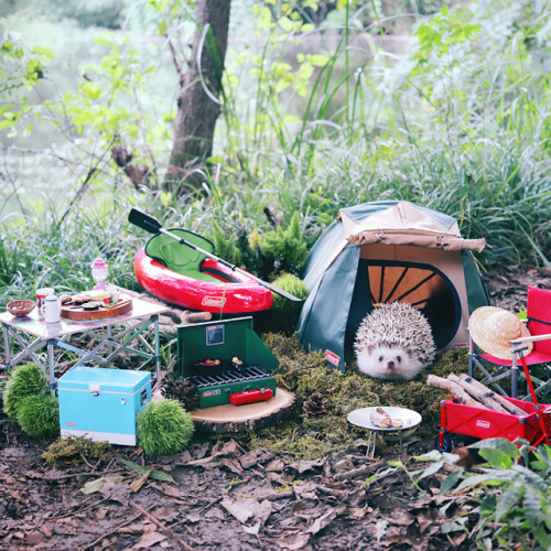 boredpanda:   Tiny Hedgehog Goes Camping, And His Pics Are The Best Thing You’ll See Today