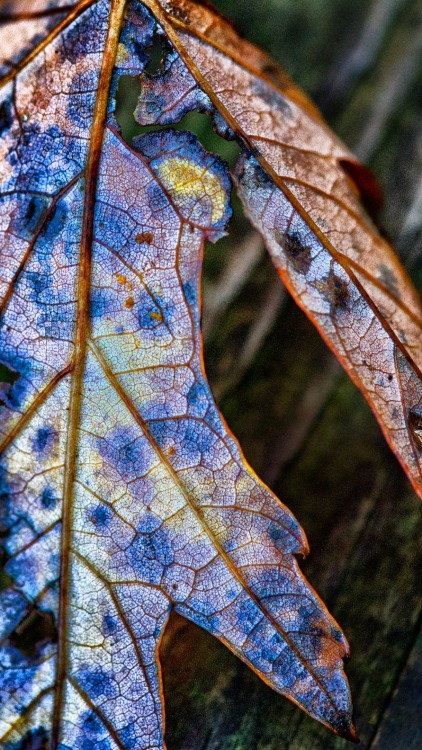 mdeanstrauss:  things up close…
