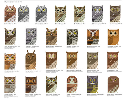 jevajeva - The Screech Owls, a genus of about two dozen species...