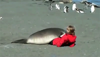 kierongillen:  sizvideos:  Seal befriends woman sitting on the beach - Video  GPOY FLIRTING. 